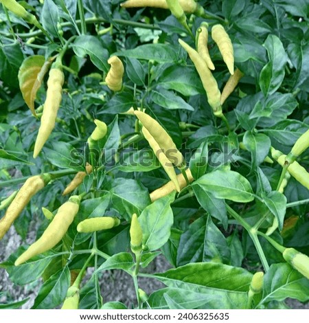 cayenne pepper plants that produce lots of fruit