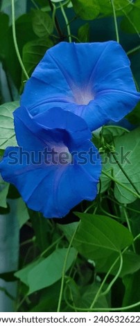 Lovely colour Morning glory flower picture