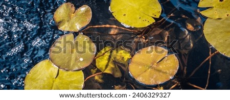 Close up view of water lily flower in daytime photo. Aquatic flower leaves under sunlight photography. Beautiful nature scenery photography. Idyllic scene. 