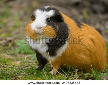 Portrait of a beautiful guinea pig eating in the garden, cloudy day in springtime, Vienna (Austria) Royalty-Free Stock Photo #2406335663