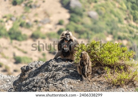 A troop of Gelada baboons (Theropithecus gelada) in the Simien Mountains, Ethiopia