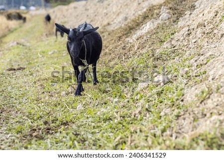 A female goat exploring the countryside in search of lush greenery and better grass, showcasing her natural instincts and adaptability.