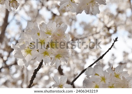 Close-up of a cherry tree called Someiyoshino in full bloom Royalty-Free Stock Photo #2406343219