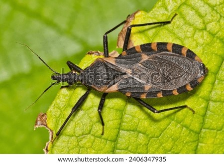 Eastern Bloodsucking Conenose Kissing Bug (Triatoma sanguisuga) on leaf, dangerous insect Chagas disease, pest control nature Springtime dorsal. Royalty-Free Stock Photo #2406347935