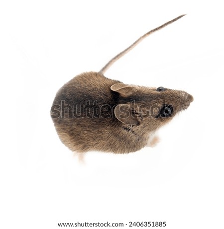 Theriology and deratization. Wild forest and field mice (Apodemus and Arvicolinae) as pests of agriculture and household. Isolated Wood mouse (Apodemus sylvaticus) shooting from different angles Royalty-Free Stock Photo #2406351885