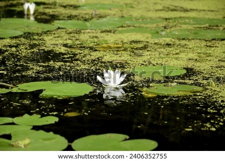 Beautiful white lotus flower and lily round leaves on the water after rain in river close up Royalty-Free Stock Photo #2406352755