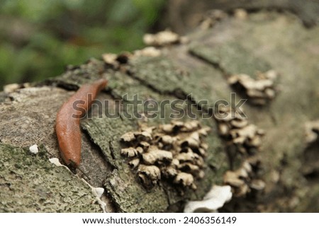 the appearance of a slug climbing a tree Royalty-Free Stock Photo #2406356149