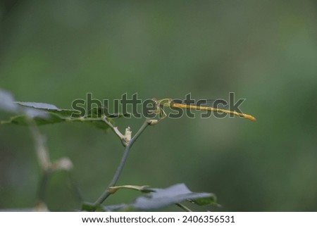 this picture is of ceriagrion coromandelianum