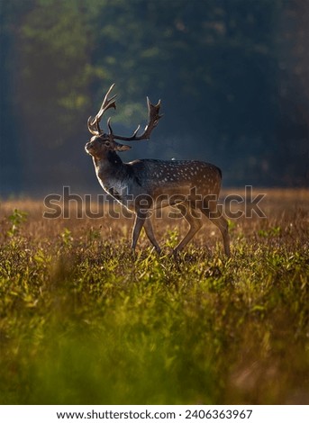 Fallow deer in the mornings light
