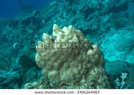 Coral bleaching in Florida Keys