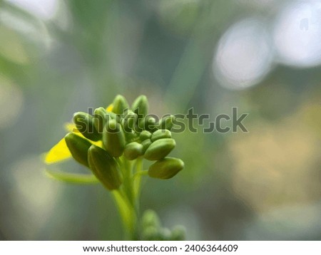 Close up picture of brassica rapa .