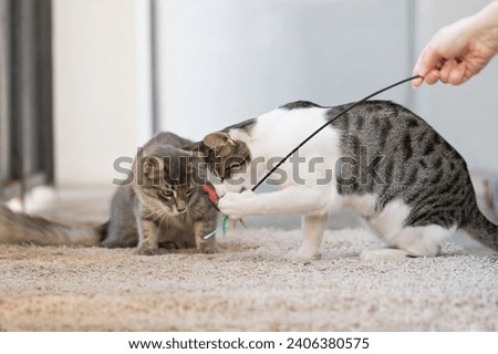 Two playful kitten playing toy with owner at home. Cat 8 months old