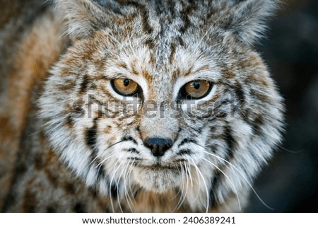 A Bobcat out hunting for prey