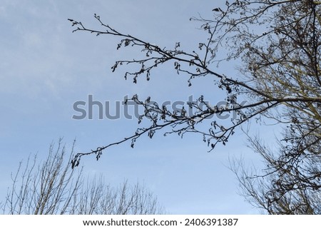 Winter countryside outdoor park beautiful view white snow blue sky forest trees panorama landscape background cold day fresh air healthy lifestyle walk explore travel lovely nature tree branches view