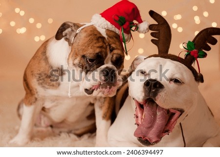 Happy holidays dogs, christmas dogs wearing hats, 2  happy bulldog Royalty-Free Stock Photo #2406394497