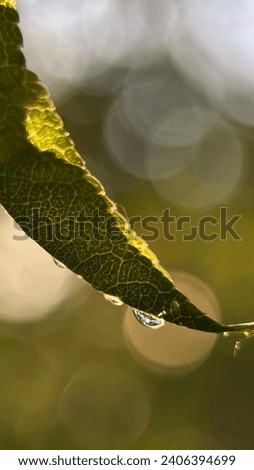 macro photo of a transparent drop of water flowing down an almond leaf in the garden against the backdrop of the sun and greenery