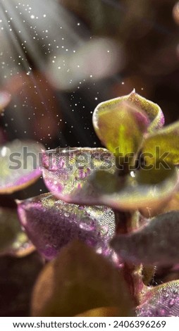 macro photo of a home indoor succulent calisia plant in drops with fabulous reflections in the light
