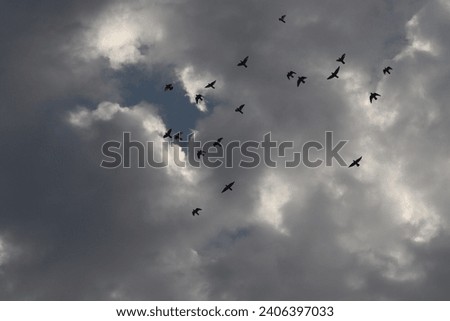 birds flying in cloudy sky