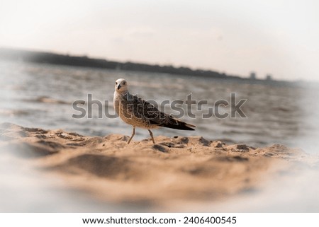 Seagull look around the beach
