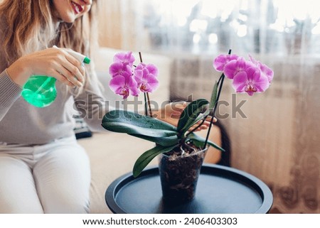 Woman spraying blooming pink phalaenopsis orchid with water in living room. Taking care of house plants and flowers Royalty-Free Stock Photo #2406403303