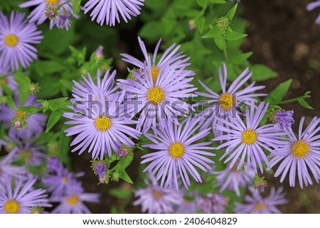 Cluster of Italian Aster blooms, Derbyshire England