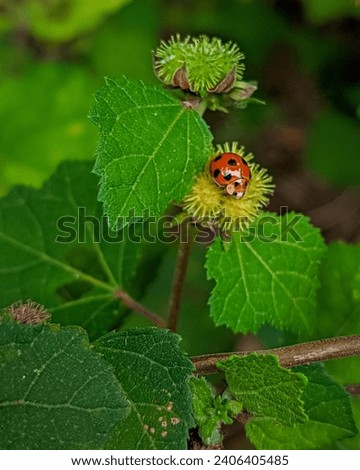 A vivid image capturing a ladybug nestled on a green, spiky plant bud, surrounded by lush leaves. The contrast of the red and black ladybug against the greenery exemplifies nature’s vibrant palette.