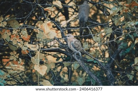 beautiful photograph of isolated pigeon dove perched on tree branch calm lonely serene dense forest bush woods jungle canopy bird sanctuary ornithology avian life tropical rainforest india tamilnadu 