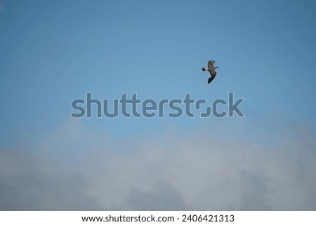 a herring gull (Larus argentatus) in flight under a grey cloud sky