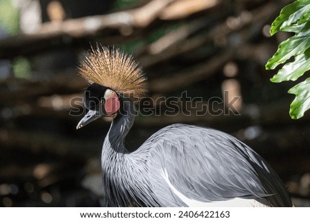 Close up view of an eastern crowned crane Royalty-Free Stock Photo #2406422163