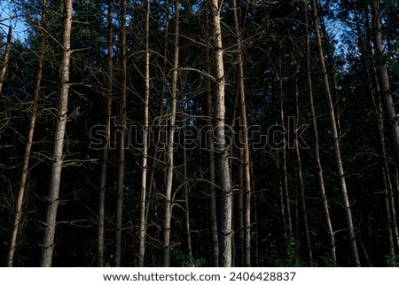 Sunlight filters through dense forest, casting shadows on tall, slender trees with brownish-grey bark. Mood evokes serenity, hinting at unspoiled environment deep in nature Royalty-Free Stock Photo #2406428837
