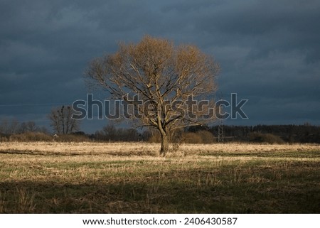 Lonely tree on the field. Storm clouds background.