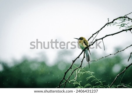 beautiful photograph of blue tailed bee eater  perched on tree branch colourful dense forest jungle wallpaper rainy droplets drizzling background india tamilnadu woods isolated calm sanctuary 