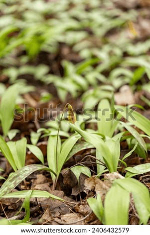 Ramps Wild Leeks Forage Spring Harvest Royalty-Free Stock Photo #2406432579