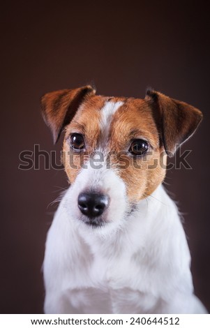 Portrait  dog Jack Russell  on a brown studio background