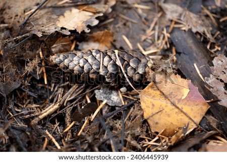 Leaves and cones in the forest on the ground. Macro photo. Details of plant origin.