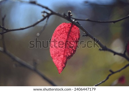 Lonely red leaf on a tree branch on a blurred background. Loneliness and autumn concept. Selective focus
