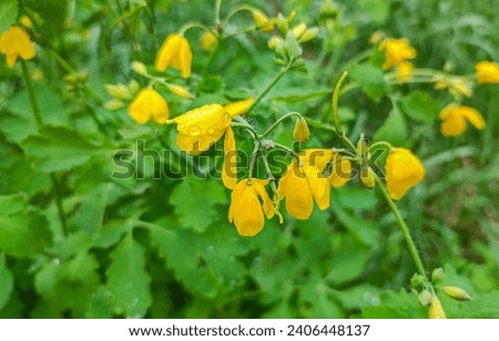 Chelidonium majus, the greater celandine, wild plant on the meadows, forest and parka, green with yellow flowers, used on natural medicine