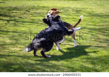 two dogs playing on a meadow (Bealge and Australian Shepherd)
