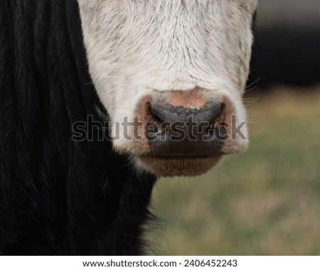 This picture is of a cow from our farm. The cropped way this photo was taken was to show the detail of the nose of these cool farm animals. 