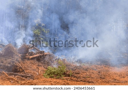 Trees that were uprooted burned during construction home were felled uprooted Royalty-Free Stock Photo #2406453661