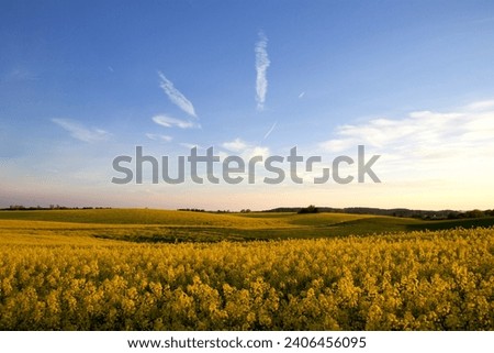 Yellow rape field in May and in sprigtime