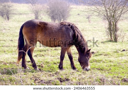 Wild horse grazing in the spring sun in April