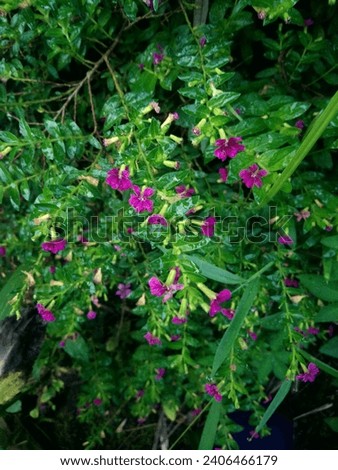 Cuphea hyssopifolia HK Cuphea hyssopifolia Kunth, Lio Taiwan muang, Many small purple flowers blooming on the branches with green leaves wet with morning dew. Royalty-Free Stock Photo #2406466179