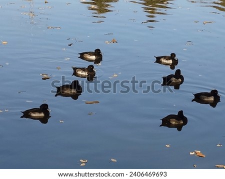 group of birds swimming on water