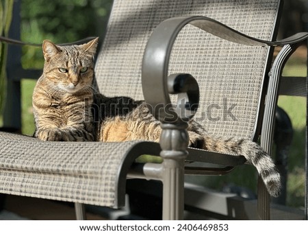 Young female, tabby, cat, laying on chair, facing right, with a scowl on her face and tail hang over the edge of the chair.  Royalty-Free Stock Photo #2406469853