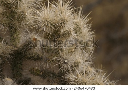 Closeup of spikey Cacti from Arizona Royalty-Free Stock Photo #2406470493