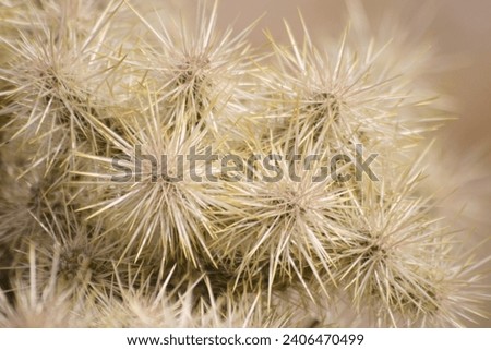 Closeup of spikey Cacti from Arizona Royalty-Free Stock Photo #2406470499