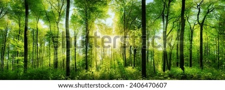 Wald Panorama mit frisch grünen Buchen, die mittig platzierte Sonne wirft schöne Strahlen Royalty-Free Stock Photo #2406470607