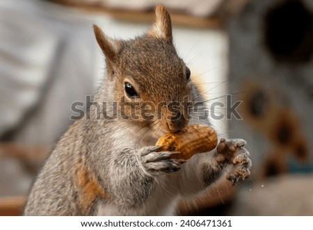 A Gray Squirrel comes to the backyard deck and finds a peanut                              