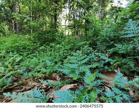 A picture of Thailand tropical forest.